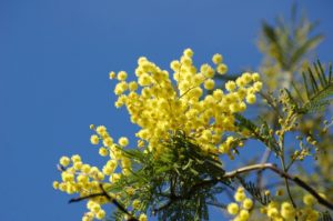 yellow-flower-661561_960_720