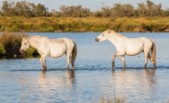 Paardrijden