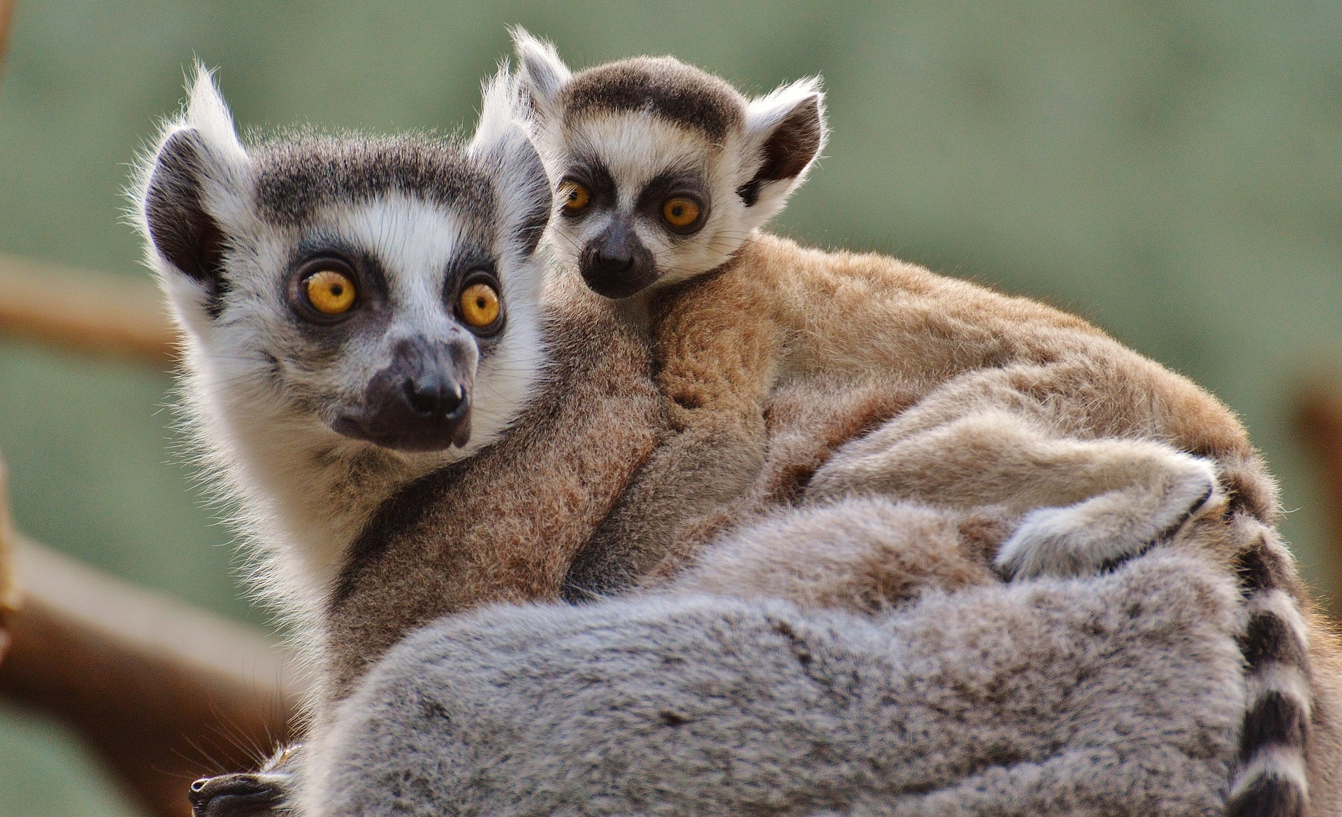 Uitjes voor koppels aan de Côte d'Azur - Parc Zoologique de Fréjus